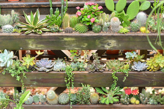 植物牆導覽介紹活動 植物牆導覽介紹活動