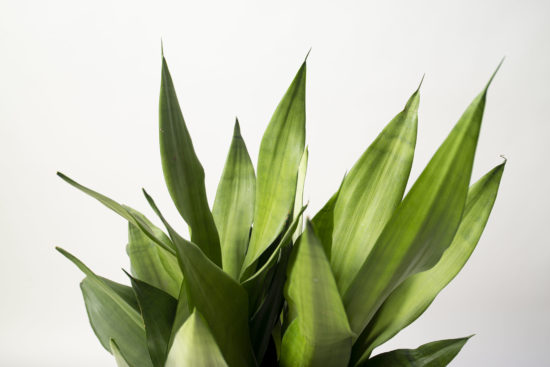 室內小盆栽推薦:低維護度植物讓你更輕鬆 4 室內小盆栽推薦:低維護度植物讓你更輕鬆 落地型銀后虎尾蘭組盆 室內植物_觀葉植物8