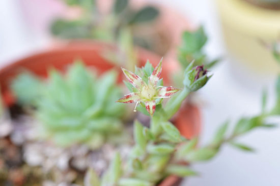 景天科多肉植物 蔓蓮 風車草屬 多肉1
