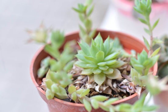 景天科多肉植物 46 景天科多肉植物 蔓蓮 風車草屬 多肉2