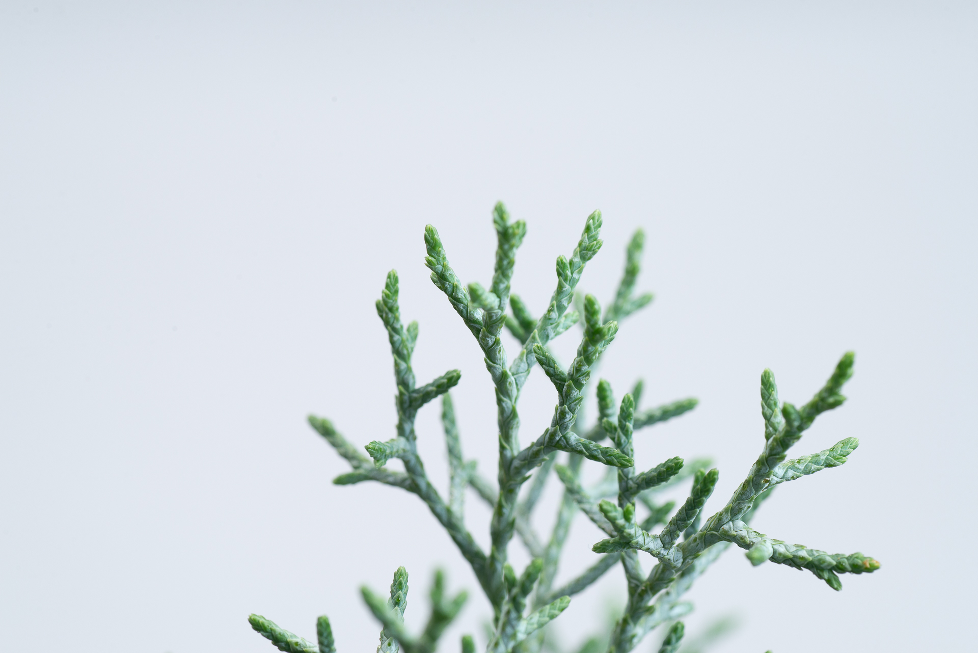 松柏是什麼? 6 種常見松柏圖鑑,從葉子清楚看出差別 5 藍冰柏特寫