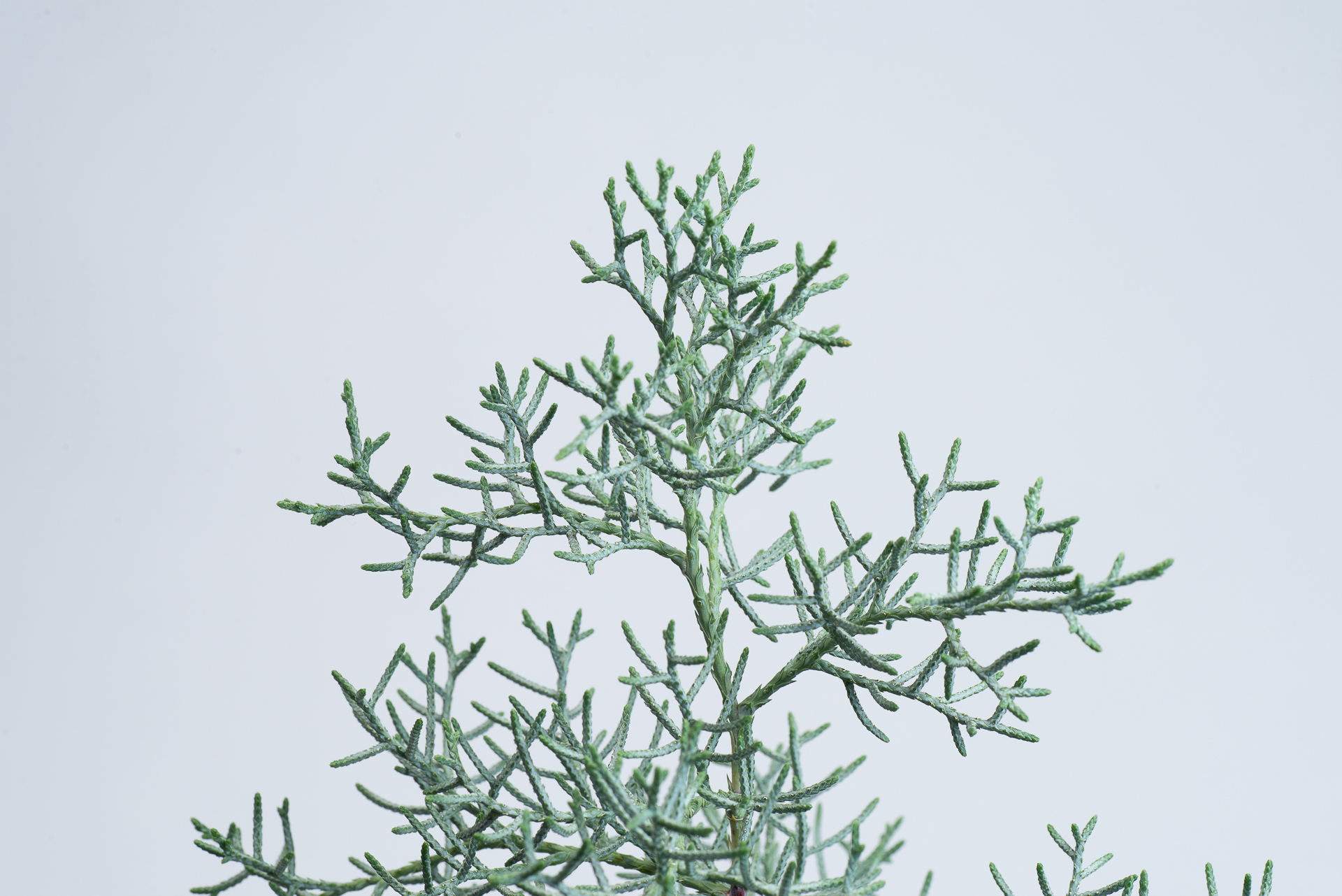 松柏是什麼? 6 種常見松柏圖鑑,從葉子清楚看出差別 4 藍冰柏