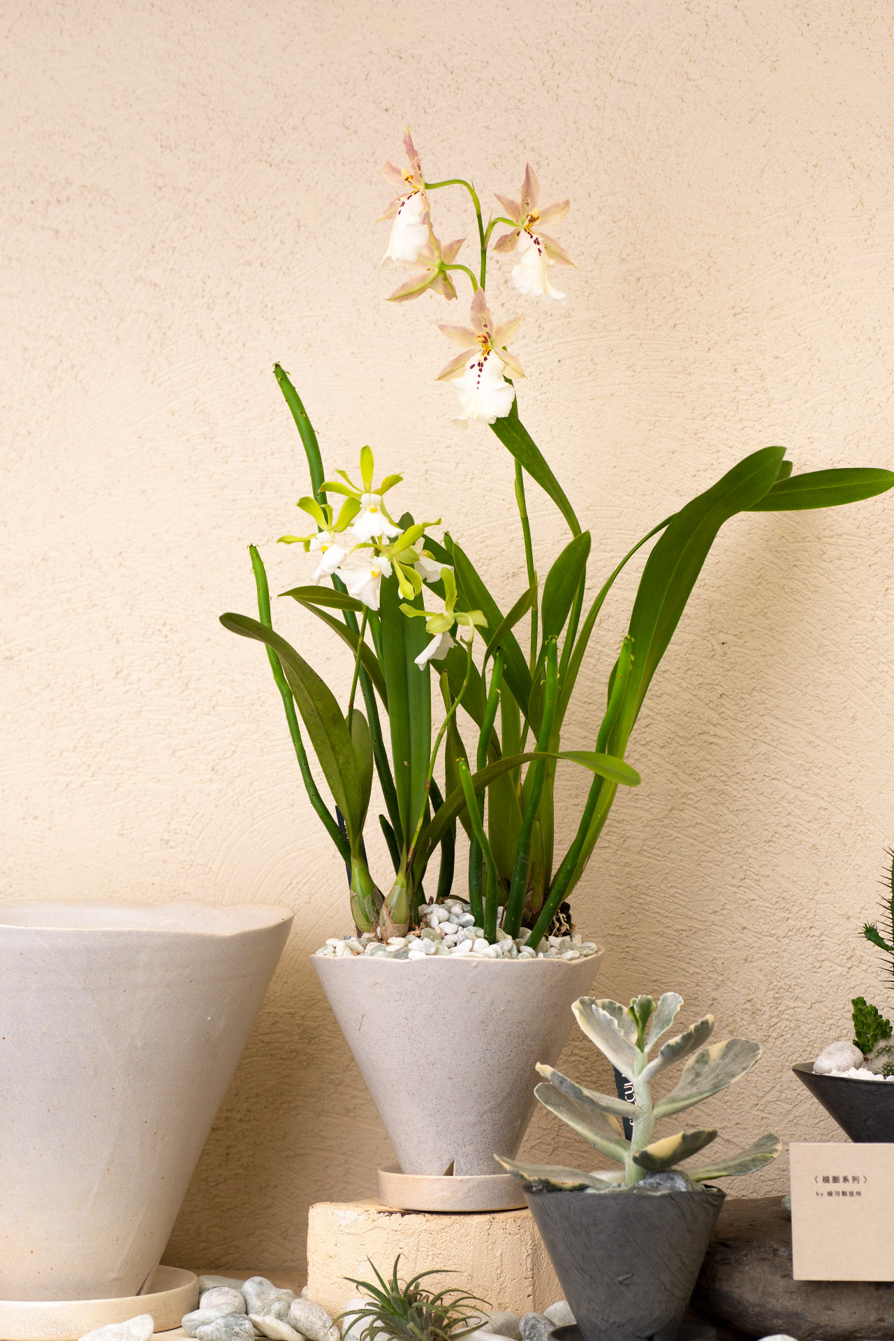 長壽花與蘭花,春節開花盆栽怎麼選? 9 長壽花與蘭花,春節開花盆栽怎麼選? 蘭花盆栽0