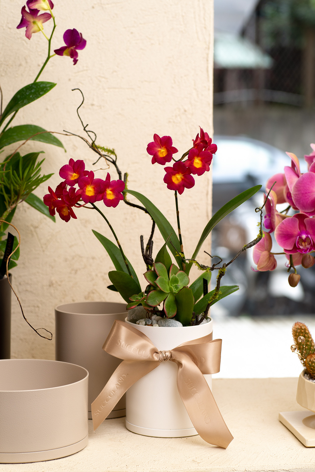 長壽花與蘭花,春節開花盆栽怎麼選? 10 長壽花與蘭花,春節開花盆栽怎麼選? 蘭花盆栽1