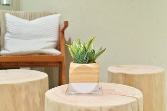 松柏是什麼? 6 種常見松柏圖鑑,從葉子清楚看出差別 18 松柏是什麼? 6 種常見松柏圖鑑,從葉子清楚看出差別 虎尾蘭木盆組合_2021年生日禮物75