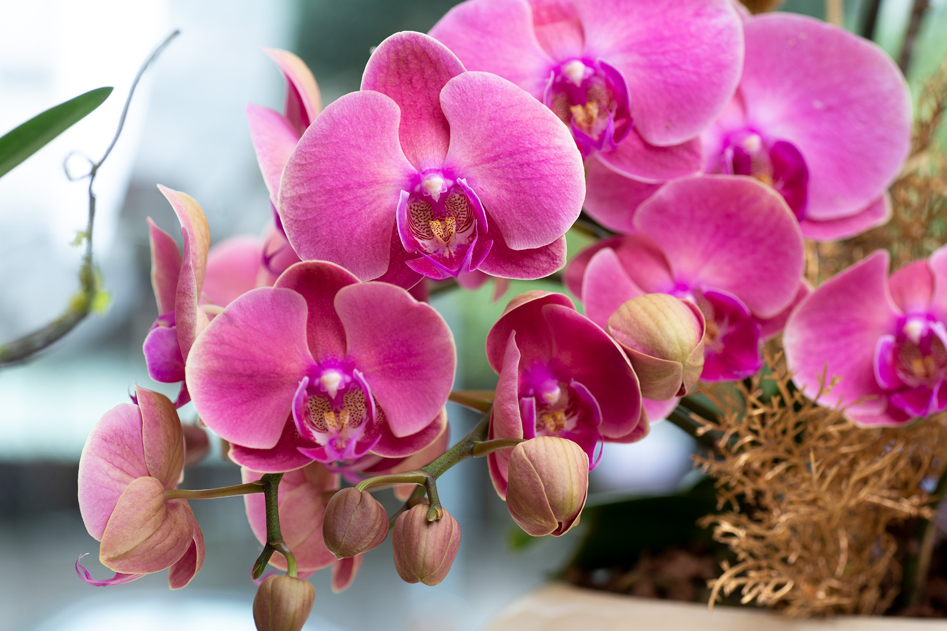 寵物友善植物推薦! 嚴選 8 種綠意到家 8 寵物友善植物推薦! 嚴選 8 種綠意到家 蝴蝶蘭花盆栽