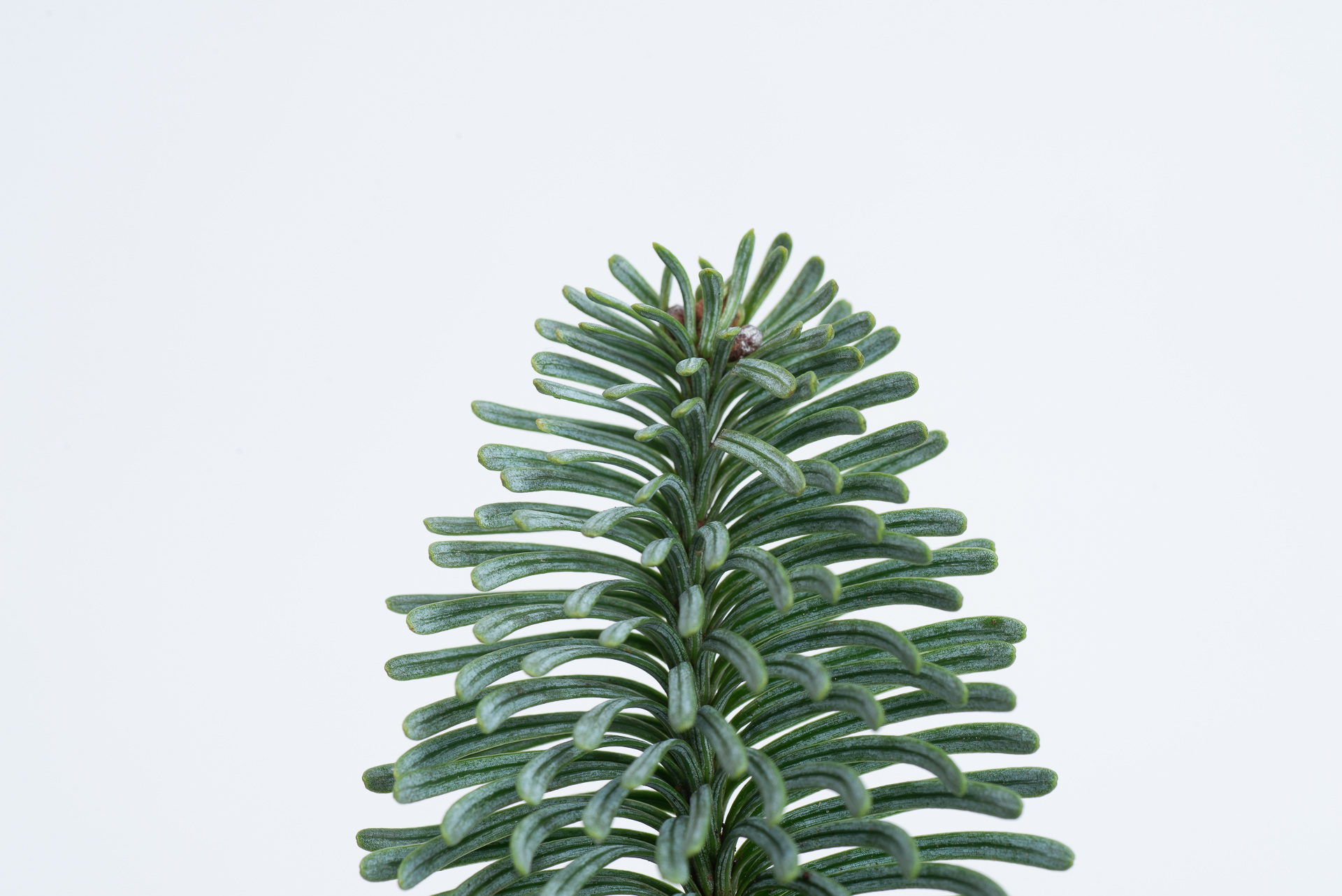 松柏是什麼? 6 種常見松柏圖鑑,從葉子清楚看出差別 13 諾貝松特寫