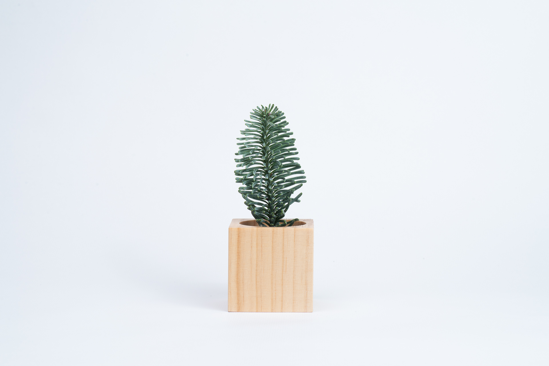 松柏是什麼? 6 種常見松柏圖鑑,從葉子清楚看出差別 12 諾貝松葉片