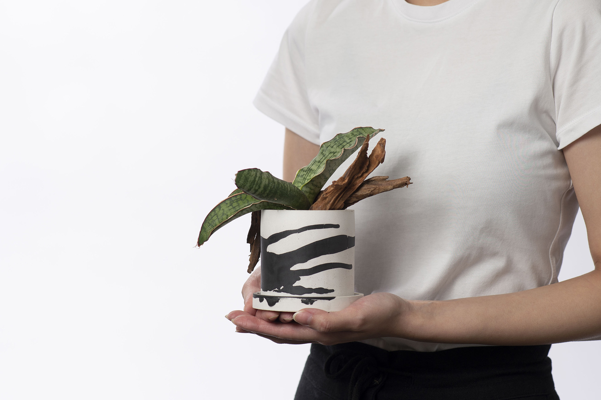 40+ 句換新工作的祝福語(成語 聖經金句 佛家語錄 英文 日文) 8 舞動斑斕桌上盆栽