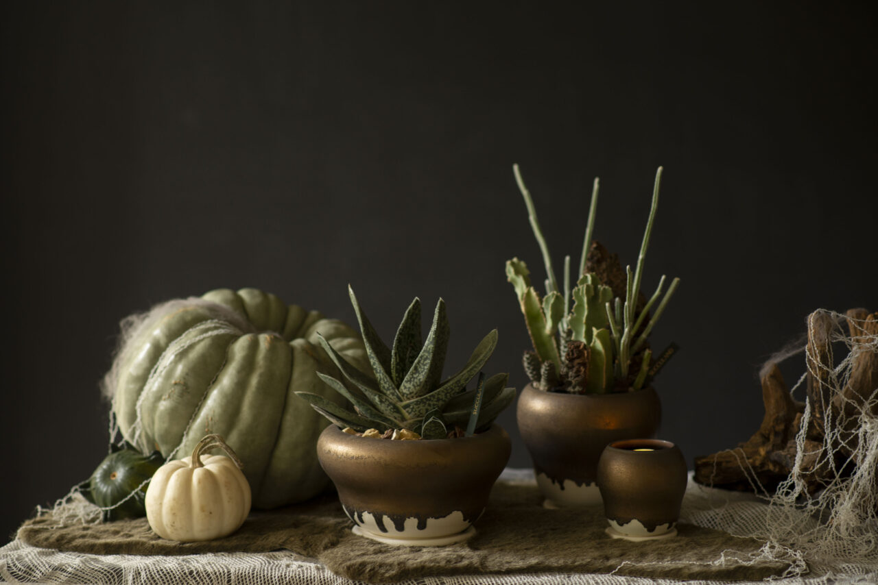 新聞媒體報導 長得很「萬聖節」的多肉植物？「有肉 SUCCULAND」桌面佈置 2 技巧不藏私公開，體驗煥然一新的節慶感！7