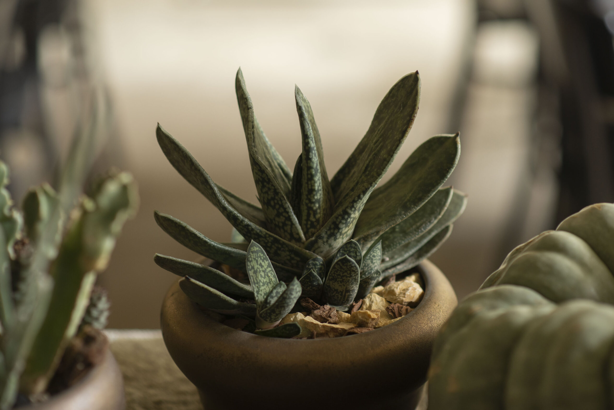 朋友生日禮物送什麼? 珍貴的心意 以植為禮 1 生日禮物送植物