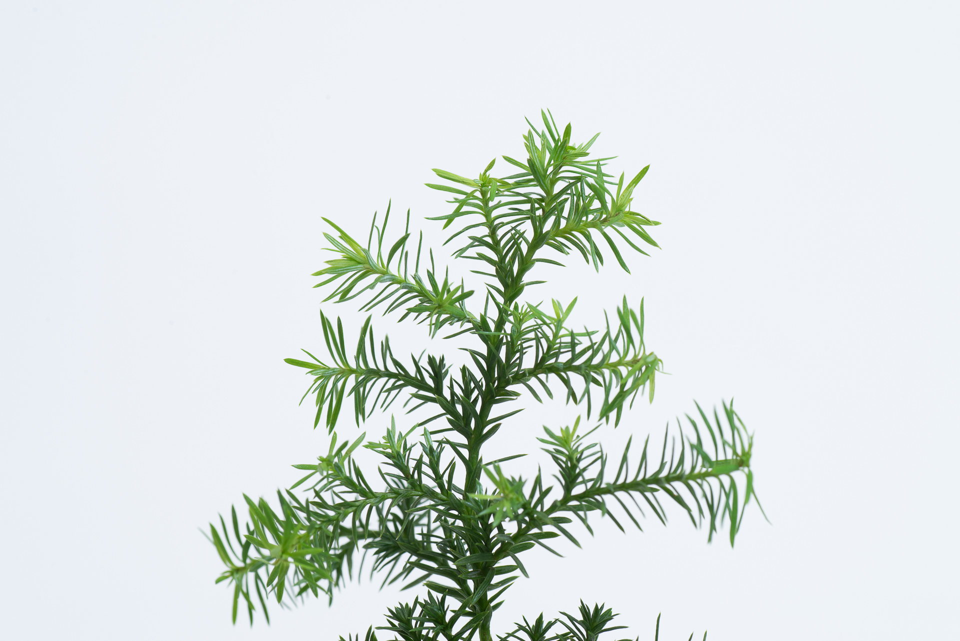 松柏是什麼? 6 種常見松柏圖鑑,從葉子清楚看出差別 11 雪松特寫