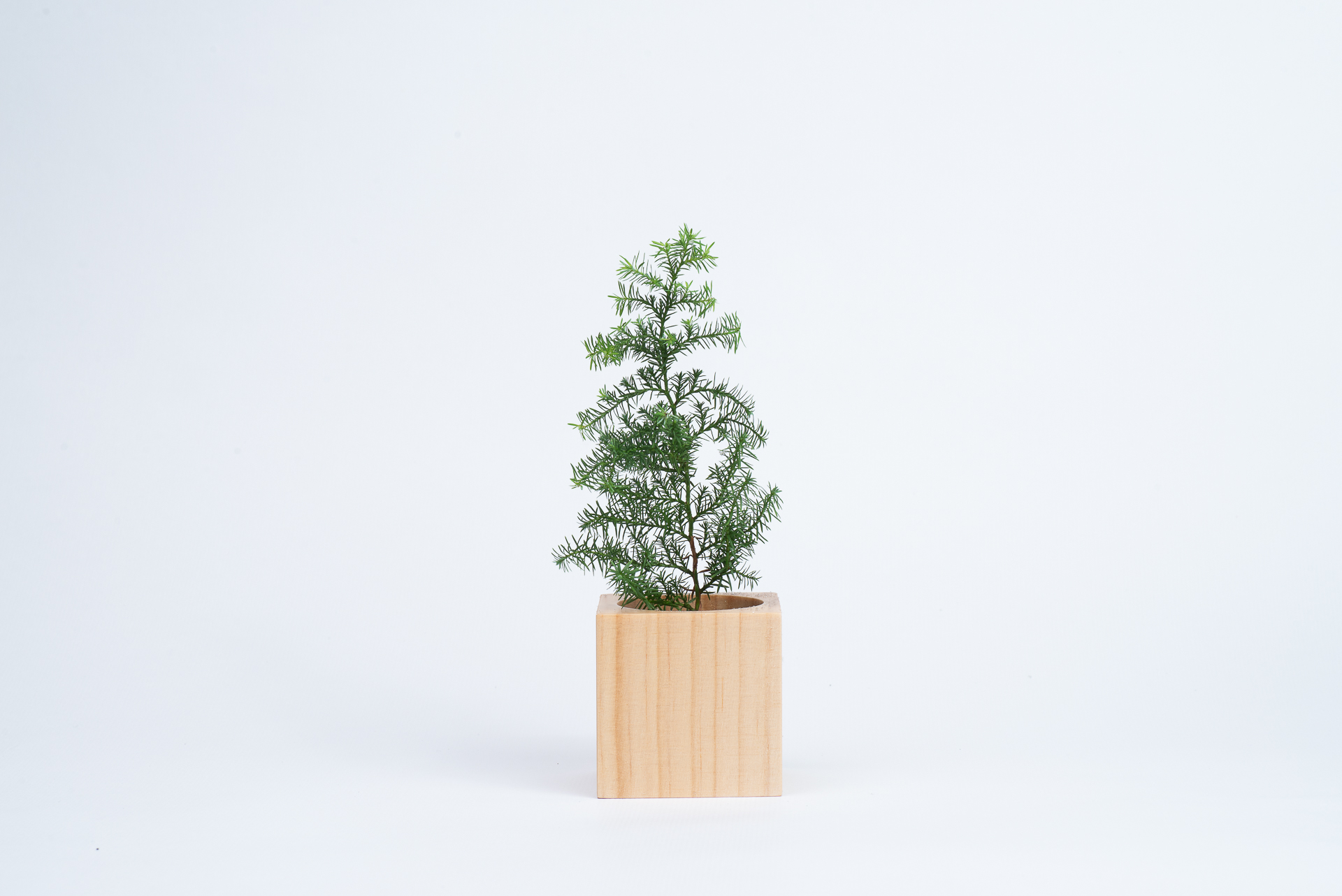 松柏是什麼? 6 種常見松柏圖鑑,從葉子清楚看出差別 10 雪松葉片