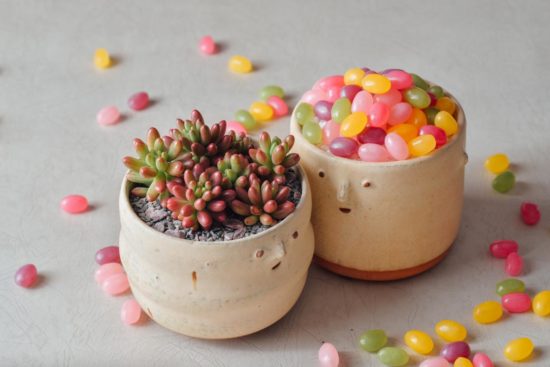 景天科多肉植物 52 景天科多肉植物 雷根糖與虹之玉挑選 11 拷貝