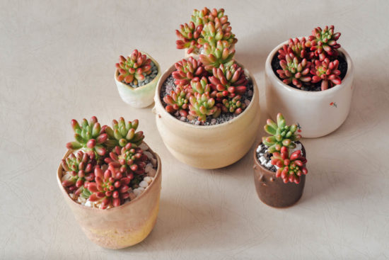 景天科多肉植物 雷根糖與虹之玉挑選 3 拷貝