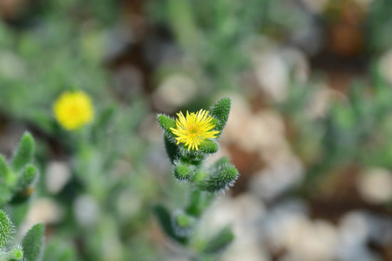 多肉植物開花 多肉植物開花