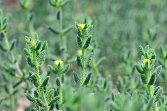 什麼是植物 什麼是植物