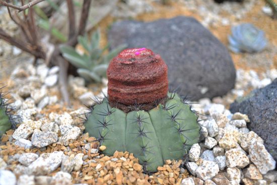 仙人掌頂樓造景 仙人掌頂樓造景