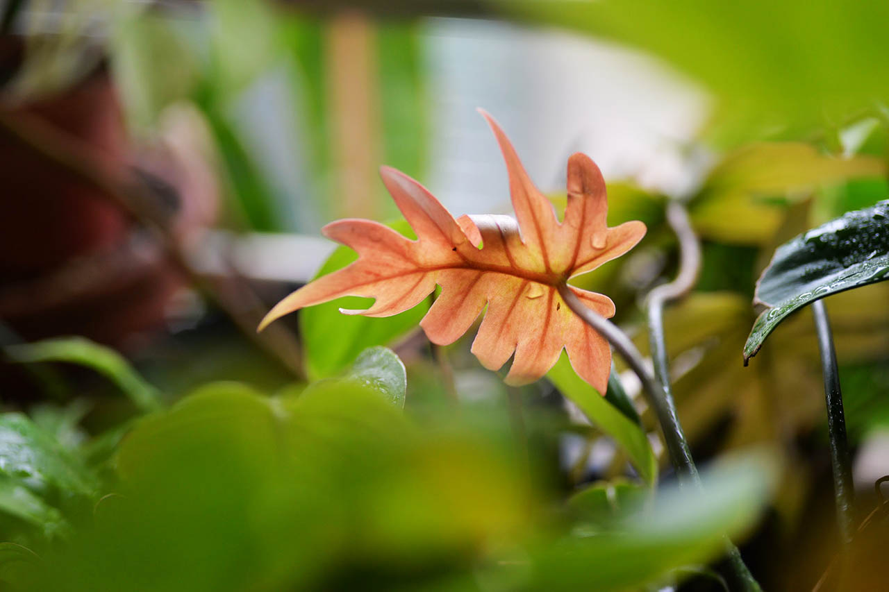 葉子變黃的判斷方法教學