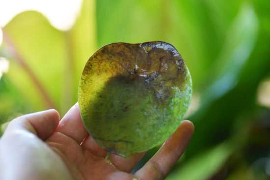 【完整教學】植物照顧終極指南 向黑手指說掰掰 13 水多黃葉爛葉的照片