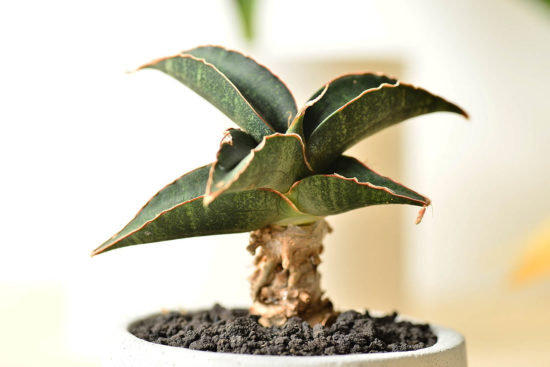 全日照？半日照？教你搞懂植物的需要！ 黑虎紋虎尾蘭1