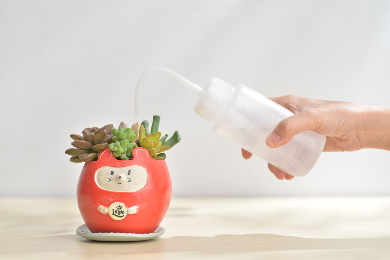多肉Q&A:多肉植物正確澆水方式大公開 2 多肉Q&A:多肉植物正確澆水方式大公開 鼠勾以內 招財進寶盆4
