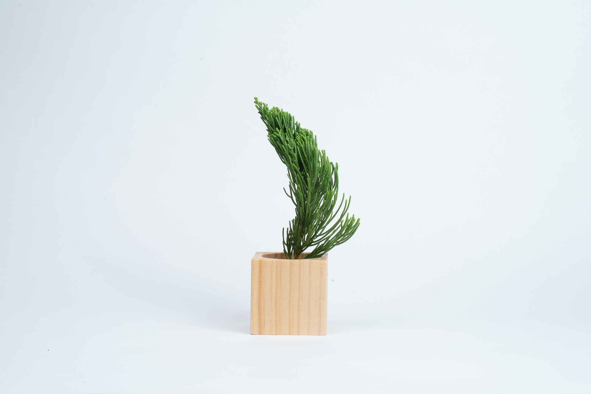 松柏是什麼? 6 種常見松柏圖鑑,從葉子清楚看出差別 8 龍柏葉片