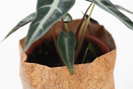 6 種觀音蓮介紹!教你照顧他 12 0114-alocasia觀音蓮圖鑑-小仙女幼葉