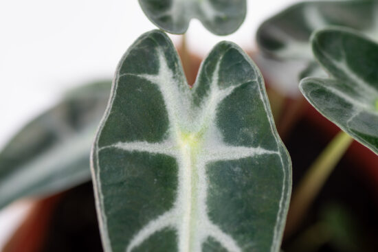 0114-alocasia觀音蓮圖鑑-小仙女粗葉脈