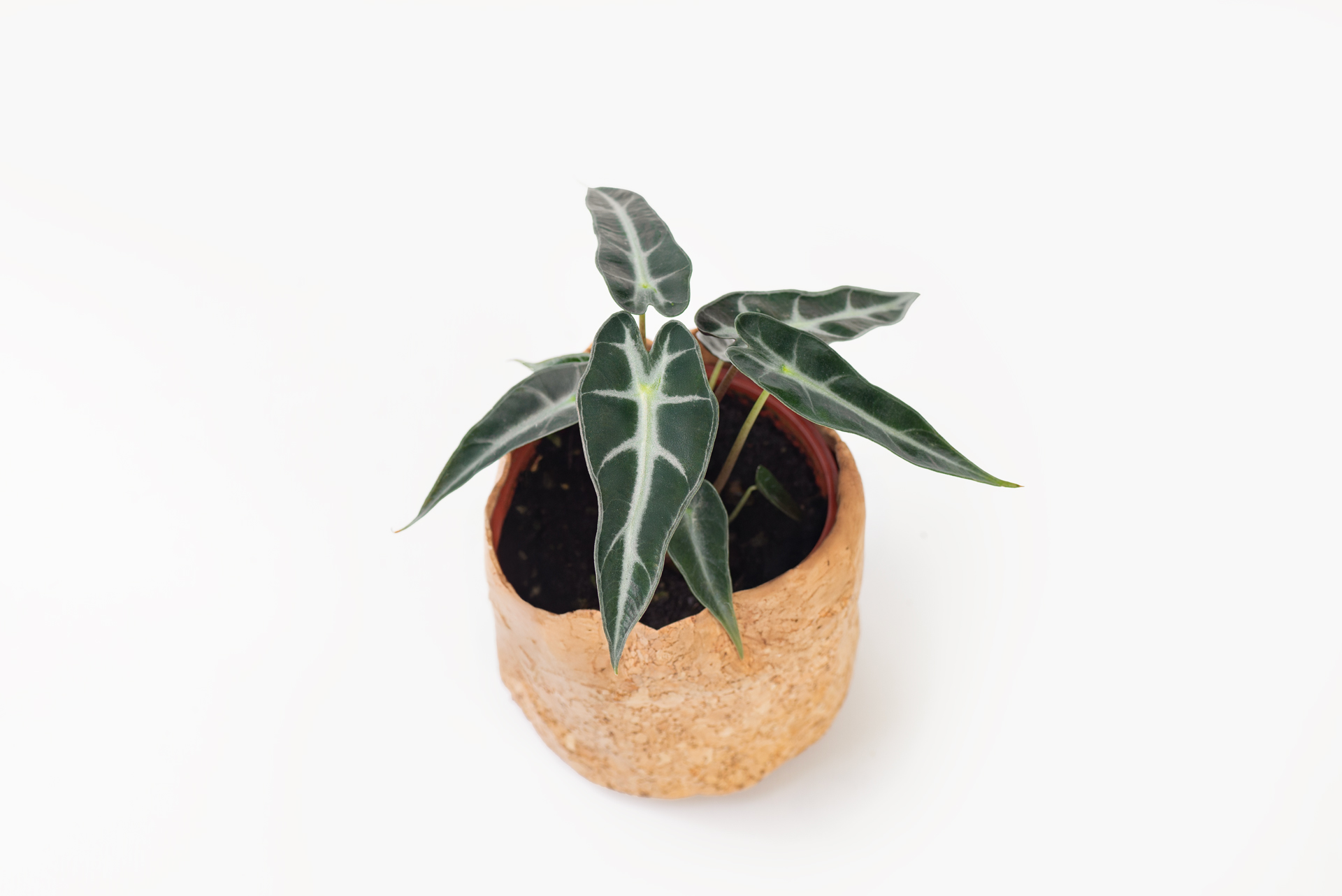 6 種觀音蓮介紹!教你照顧他 10 0114-alocasia觀音蓮圖鑑-小仙女