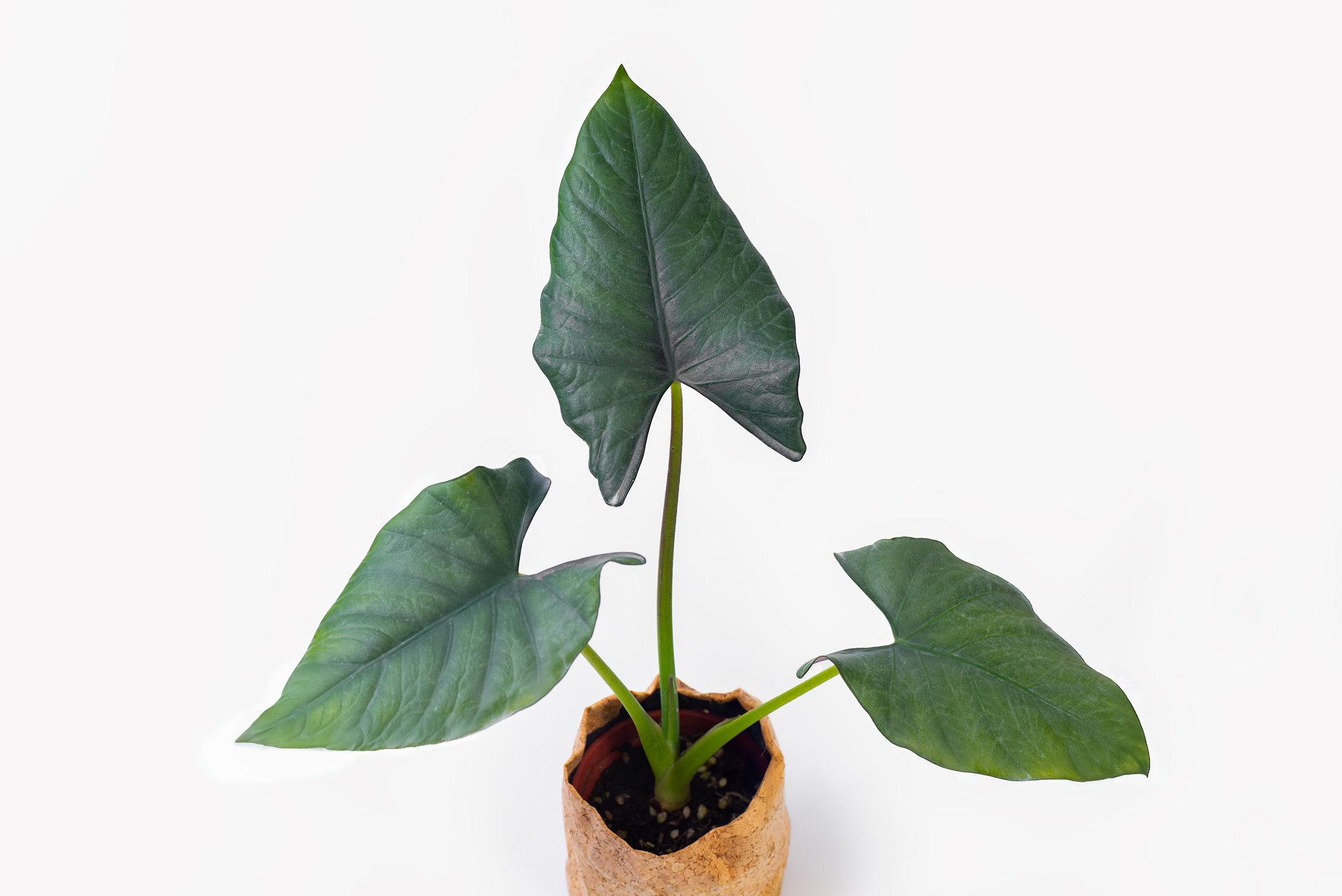 6 種觀音蓮介紹!教你照顧他 13 0114-alocasia觀音蓮圖鑑-瑞基女王整盆