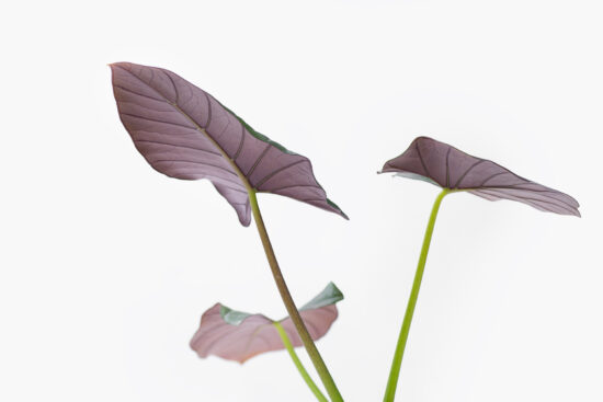 6 種觀音蓮介紹!教你照顧他 15 0114-alocasia觀音蓮圖鑑-瑞基葉背