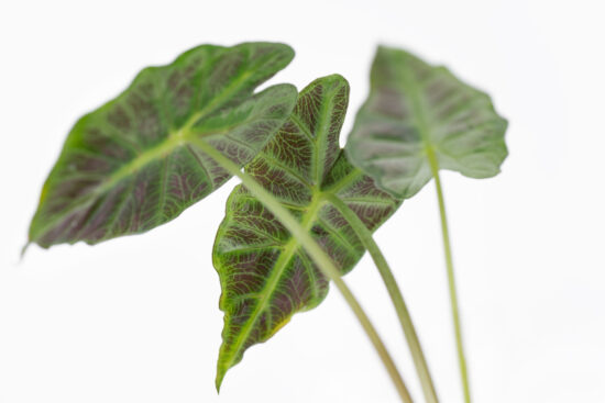 6 種觀音蓮介紹!教你照顧他 9 0114-alocasia觀音蓮圖鑑-瑪德蓮葉背