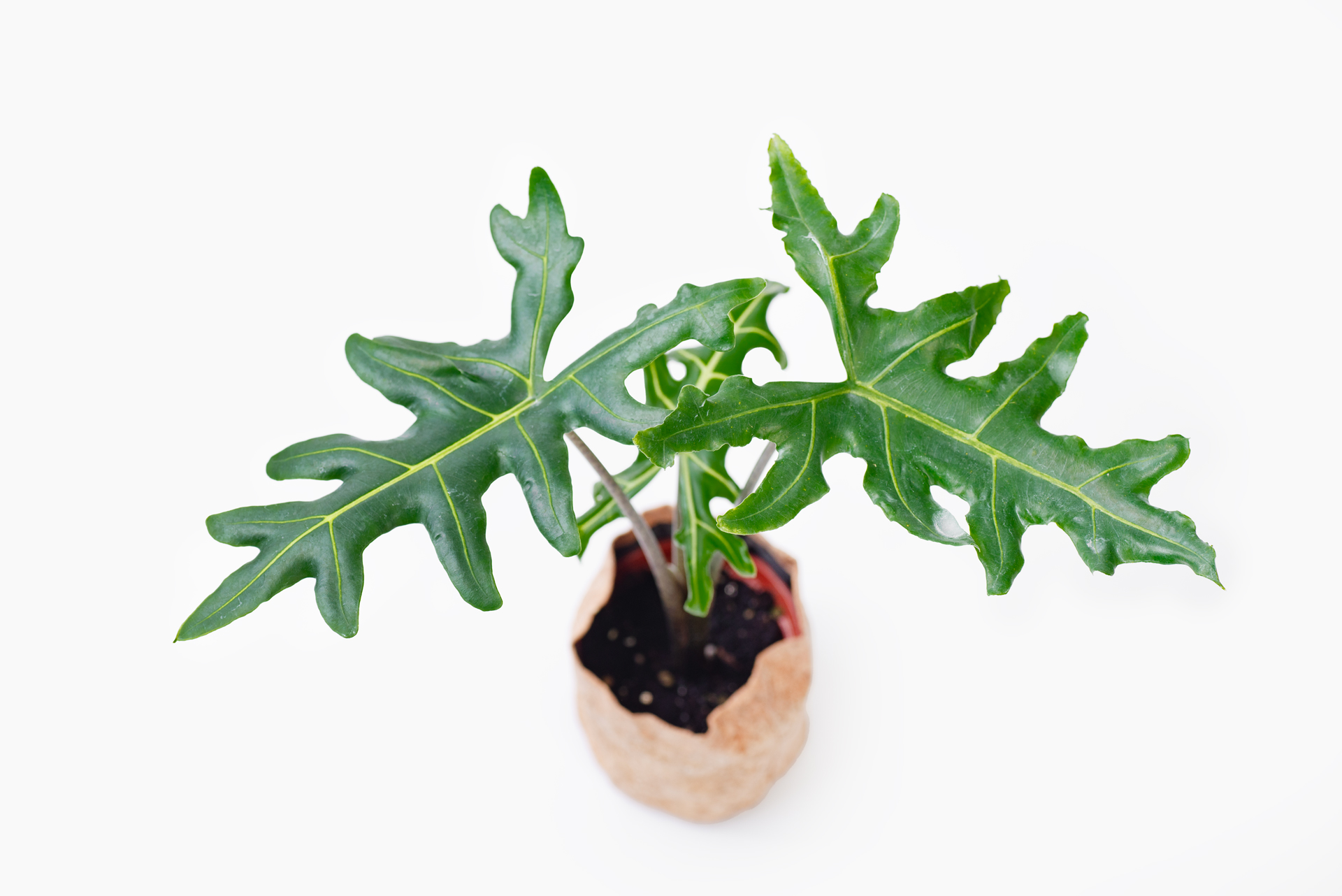 6 種觀音蓮介紹!教你照顧他 16 0114-alocasia觀音蓮圖鑑-菩提整盆023