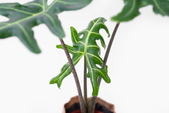 0114-alocasia觀音蓮圖鑑-菩提新葉子