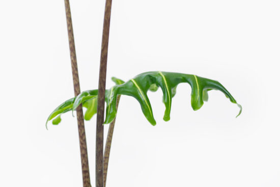 6 種觀音蓮介紹!教你照顧他 18 0114-alocasia觀音蓮圖鑑-菩提葉緣