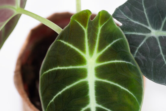 6 種觀音蓮介紹!教你照顧他 3 0114-alocasia觀音蓮圖鑑-黑絲絨螢光新葉