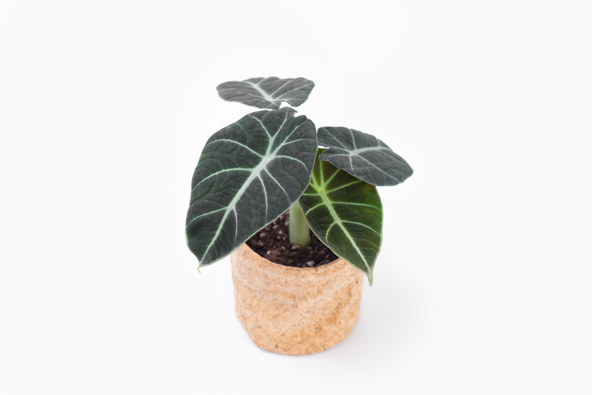 6 種觀音蓮介紹!教你照顧他 1 0114-alocasia觀音蓮圖鑑-黑絲絨