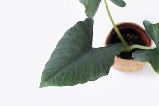 0114-alocasia觀音蓮圖鑑-黑色瑞基