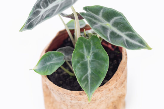 0114-alocasia觀音蓮圖鑑-黑葉幼葉