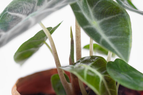 6 種觀音蓮介紹!教你照顧他 6 0114-alocasia觀音蓮圖鑑-黑葉新芽