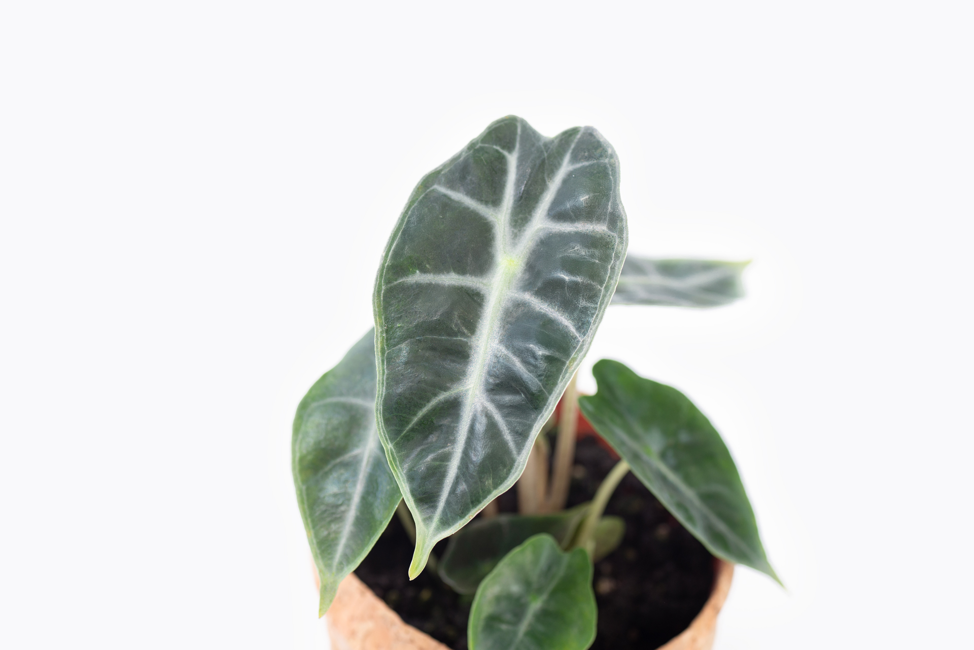 6 種觀音蓮介紹!教你照顧他 4 0114-alocasia觀音蓮圖鑑-黑葉