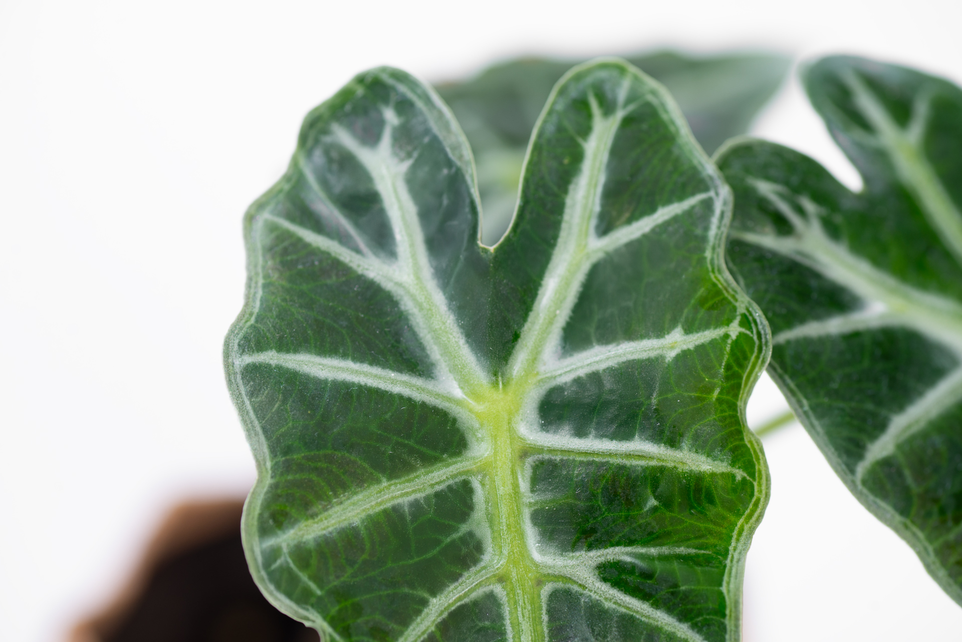 0114-alocasia觀音蓮圖鑑-0瑪德蓮葉脈