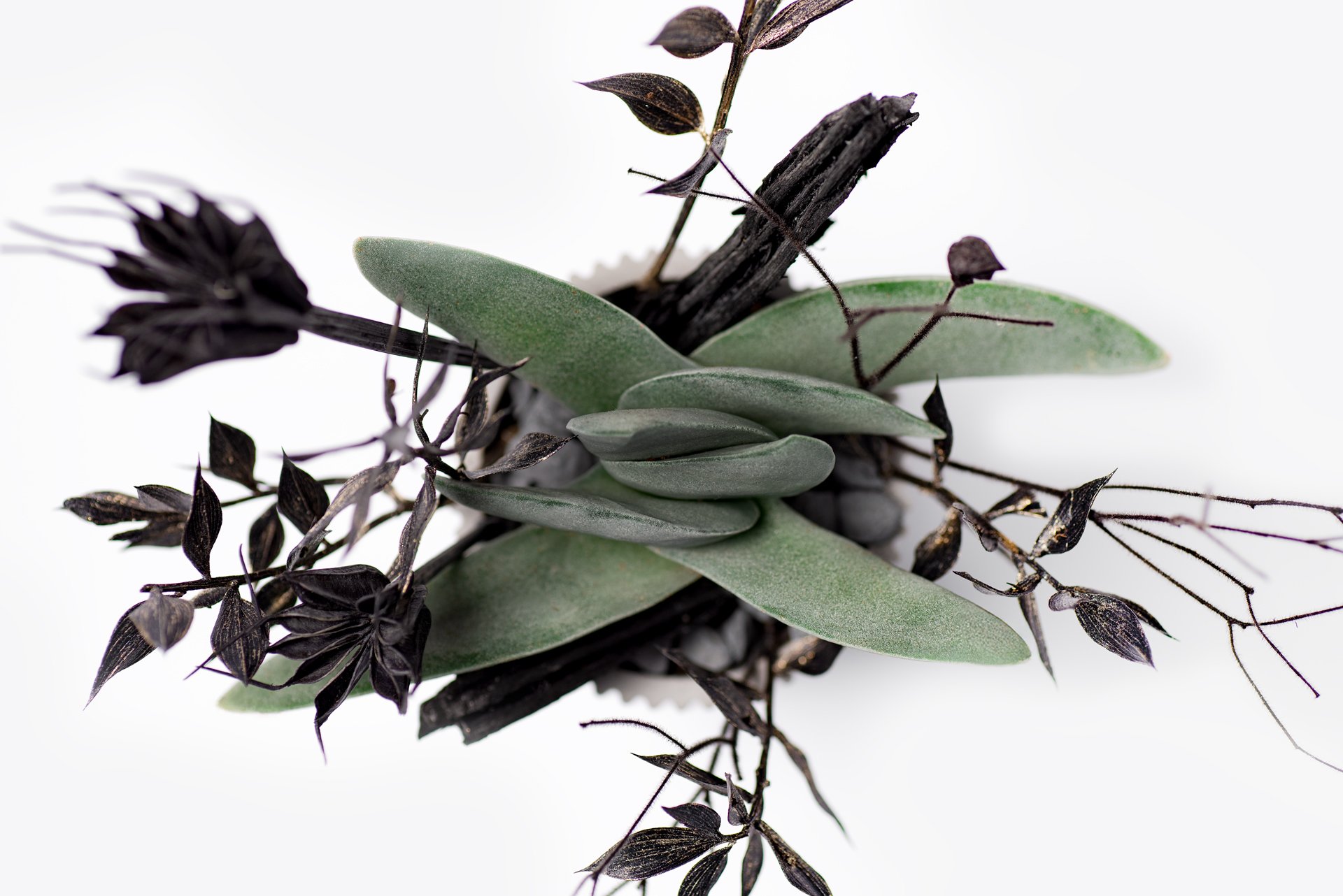 多肉圖鑑:神刀 俐落外表的灰綠色植物! 1 0220-每月多肉神刀俯視交錯葉片