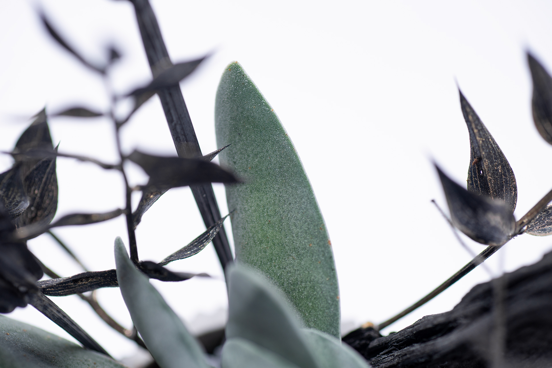 多肉圖鑑:神刀 俐落外表的灰綠色植物! 3 0220-每月多肉神刀狀葉片