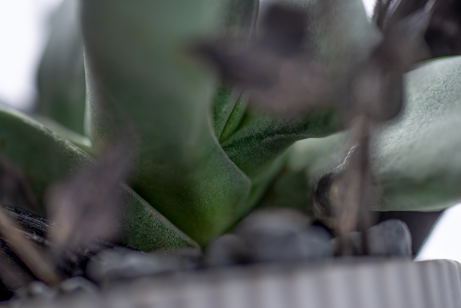 多肉圖鑑:神刀 俐落外表的灰綠色植物! 4 0220-每月多肉神刀節間