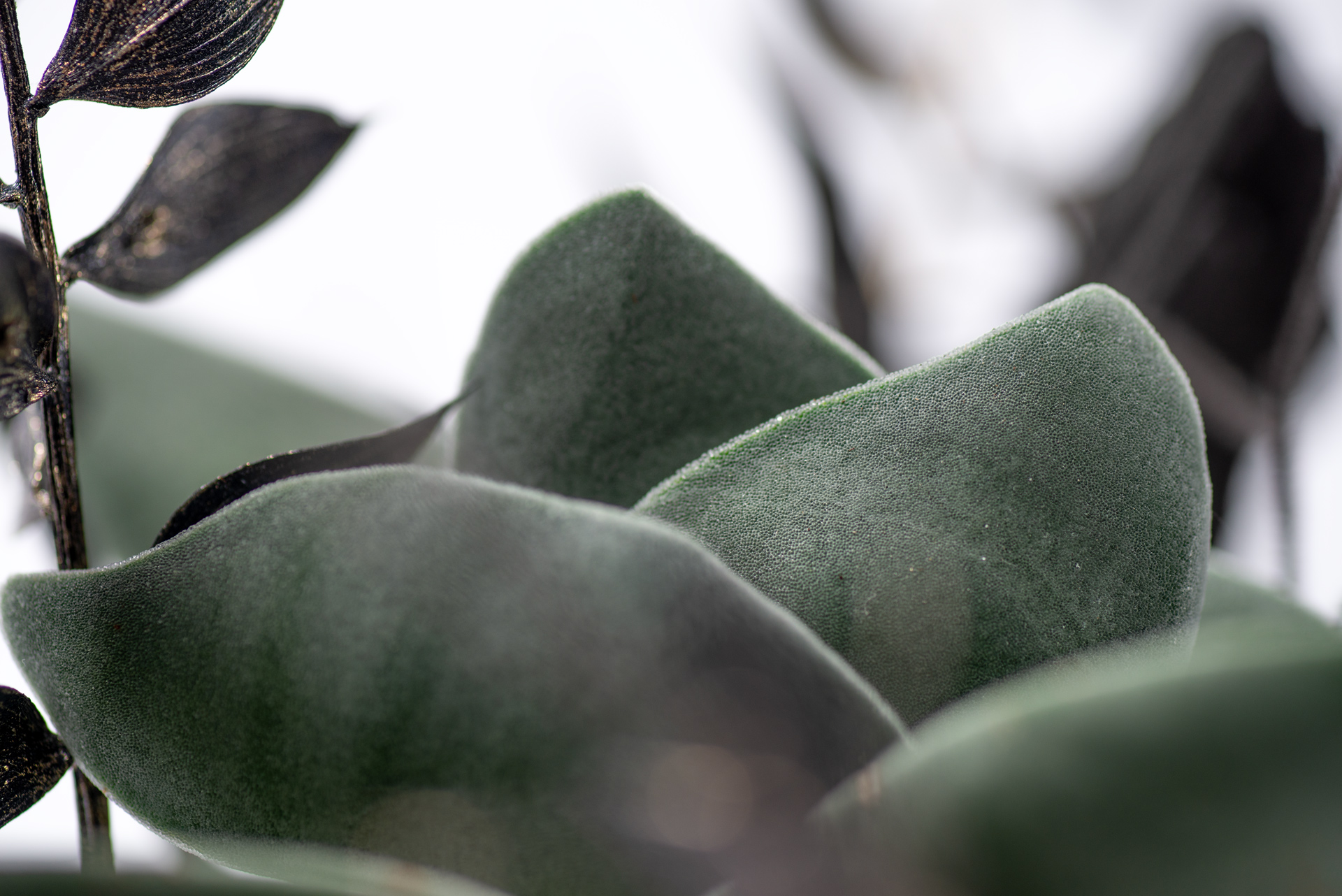 多肉圖鑑:神刀 俐落外表的灰綠色植物! 2 0220-每月多肉神刀葉片微距特寫