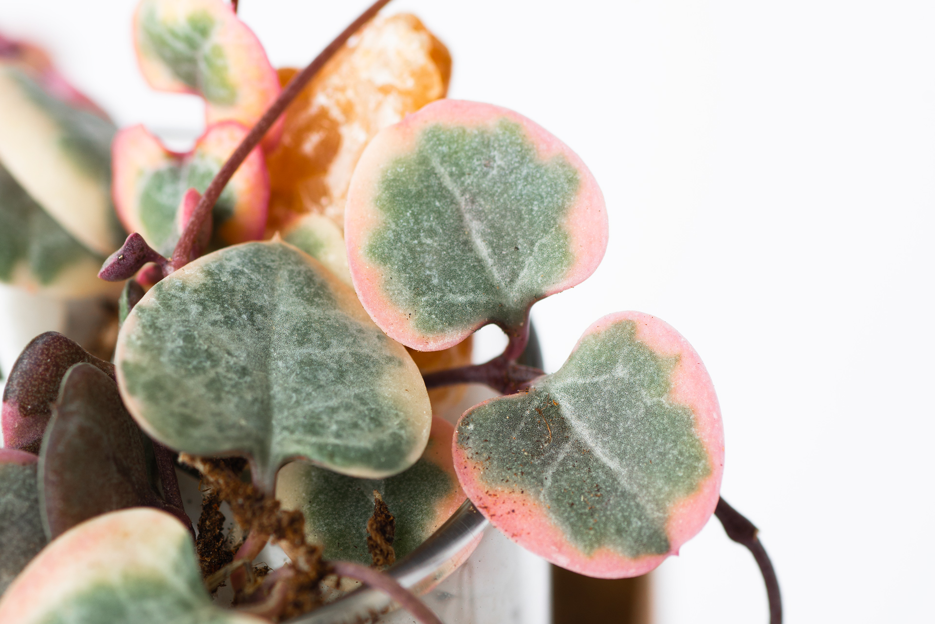 寵物友善植物推薦! 嚴選 8 種綠意到家 4 愛之蔓斑葉特寫