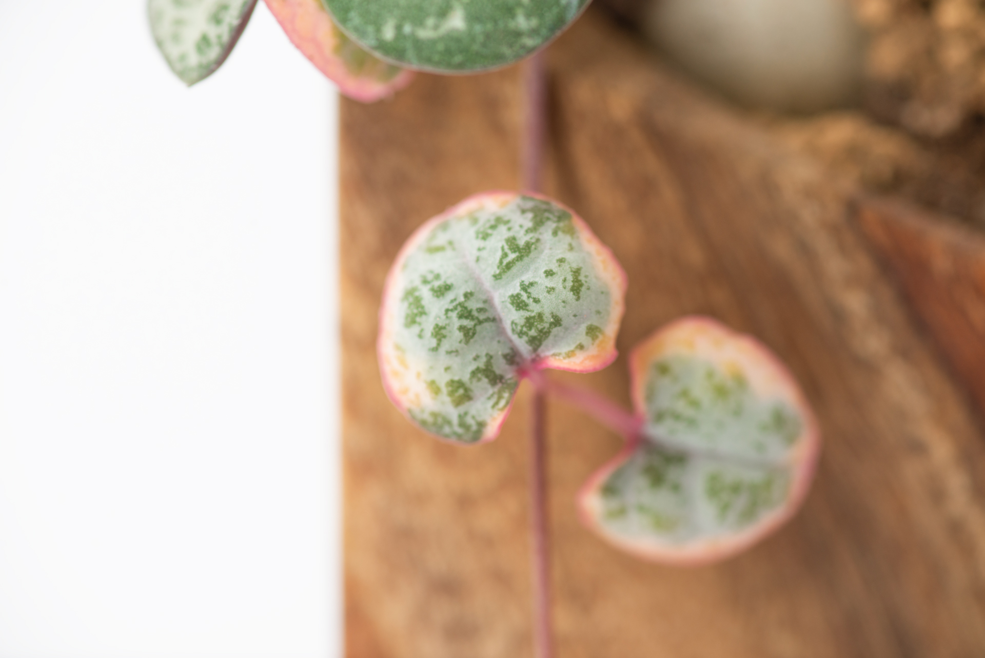 寵物友善植物推薦! 嚴選 8 種綠意到家 3 愛之蔓粉紅色