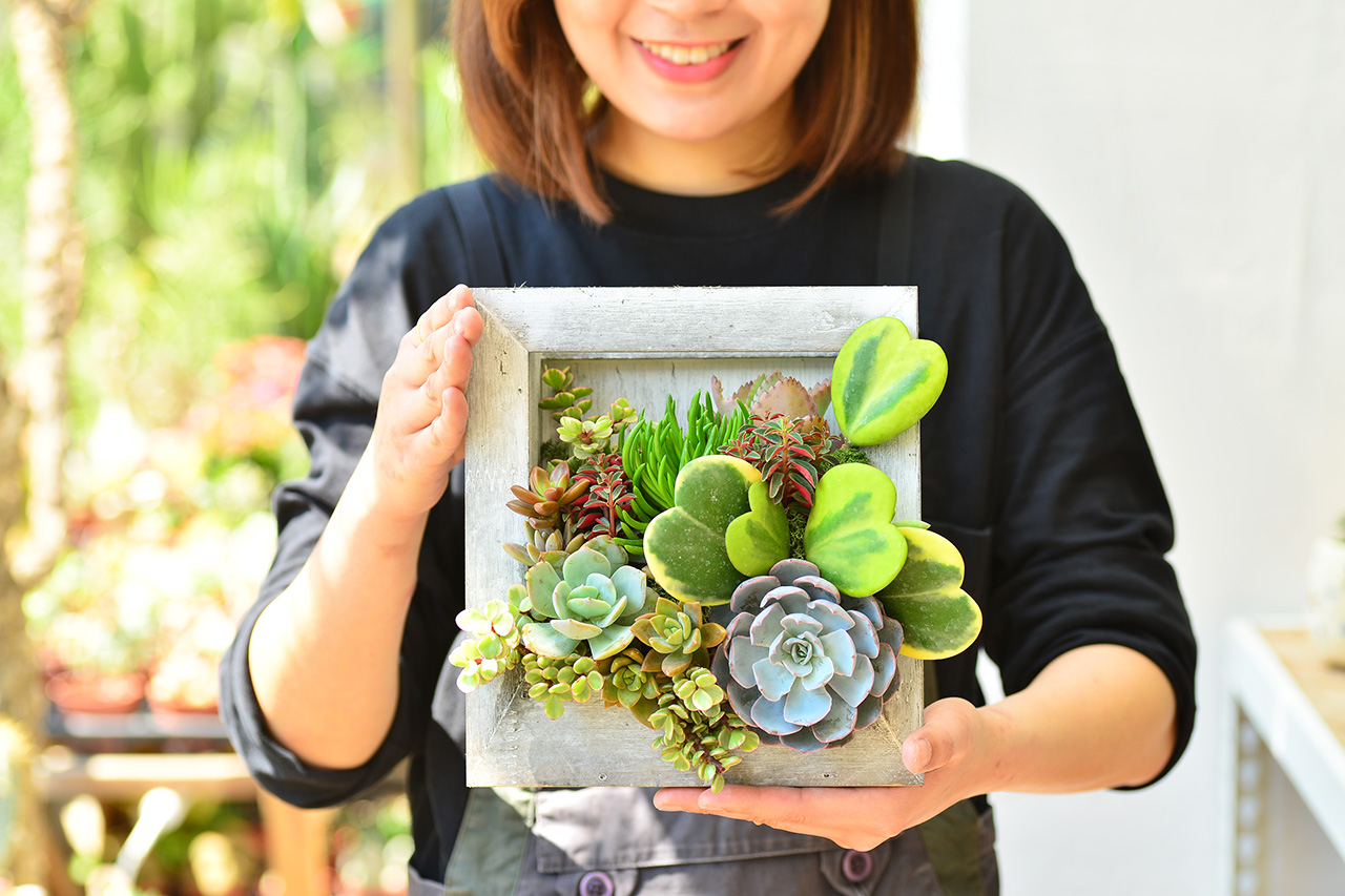 多肉畫框手作